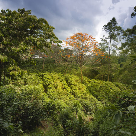 Chicchi di caffè monorigine del Costa Rica
