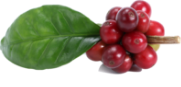 Trismoka