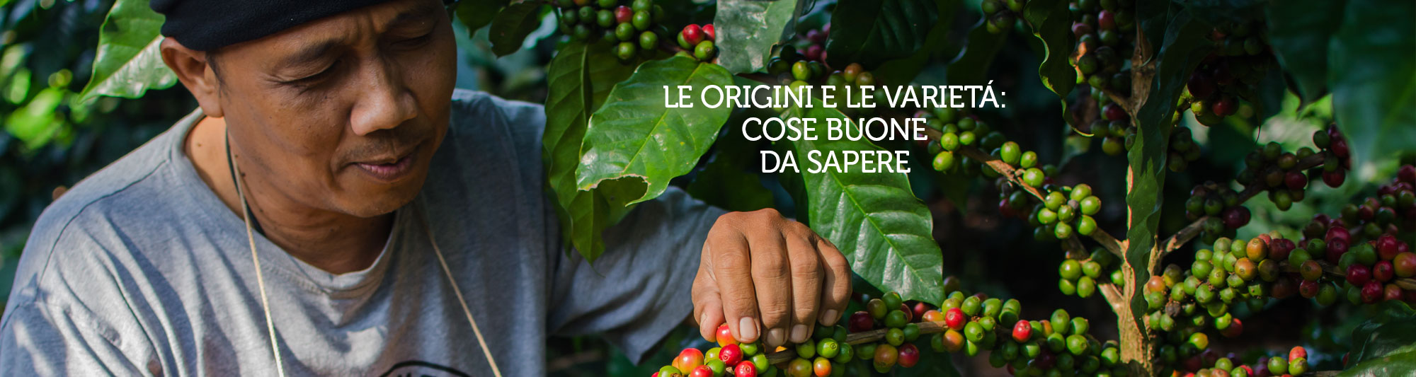 che cos'è il caffè