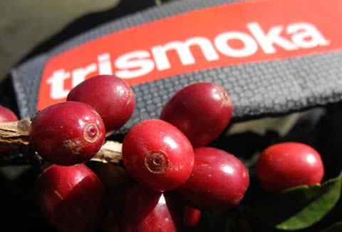 Trismoka