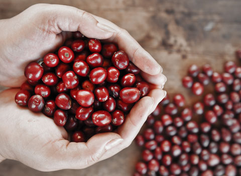 Drupe, frutti della pianta del caffè