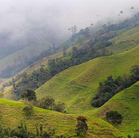 Chicchi di caffè monorigine della Colombia