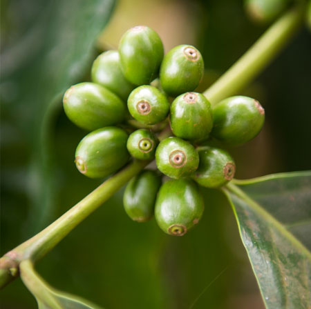 Chicchi di caffè monorigine del Kilimanjaro