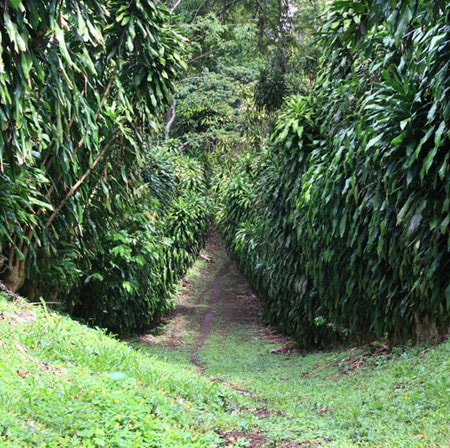 Chicchi di caffè monorigine del Nicaragua