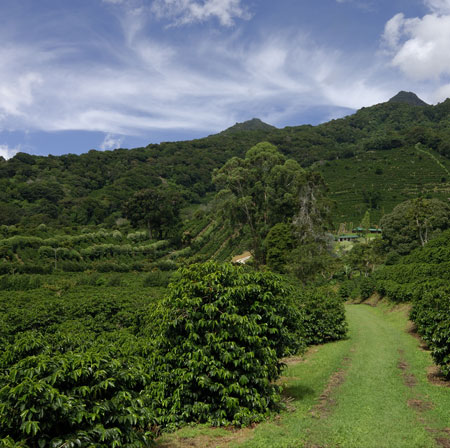 Chicchi di caffè monorigine di Panama