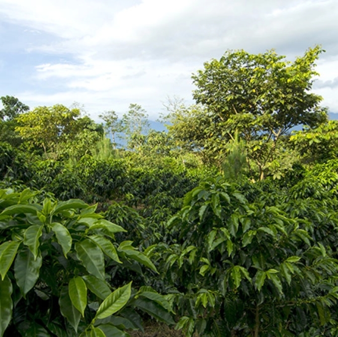 Chicchi di caffè monorigine del Perù