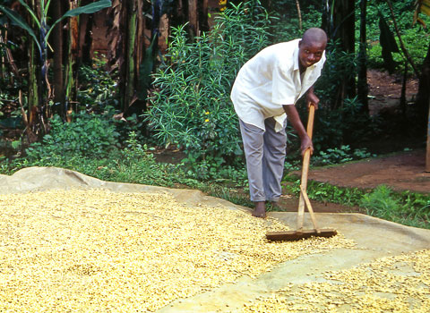 coltivazione caffè dal popolo etiope